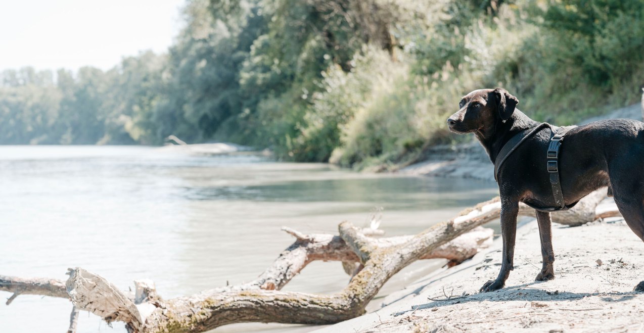 Hund am Innstrand Mühdlorf a. Inn, © Inn-Salzach Tourismus Hund am Innstrand Mühdlorf a. Inn, © Inn-Salzach Tourismus