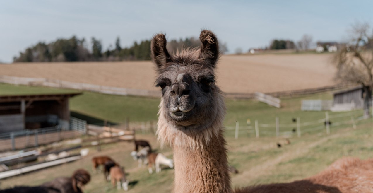 Lama auf der Weide, © Inn-Salzach Tourismus Lama auf der Weide, © Inn-Salzach Tourismus