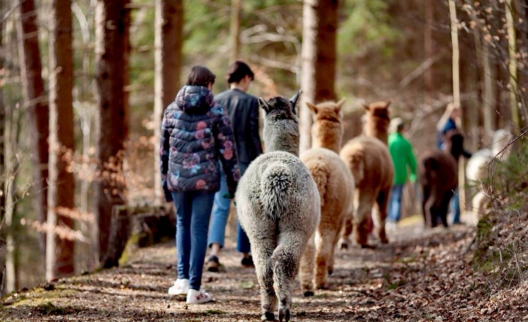 Alpakas bei einer Alpakawanderung im Wald, © Inn-Salzach Alpakas bei einer Alpakawanderung im Wald, © Inn-Salzach