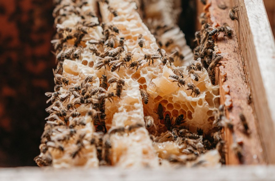 Waben mit Bienen Imkerlehrpfad Marktl, &copy; Inn-Salzach Tourismus