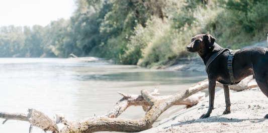 Hund am Innstrand M&uuml;hdlorf a. Inn, &copy; Inn-Salzach Tourismus