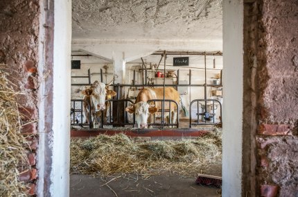 Kuh auf dem Bauernhof, &copy; Inn-Salzach Tourismus
