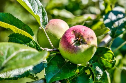 Apfel am Baum, &copy; Inn-Salzach Tourismus
