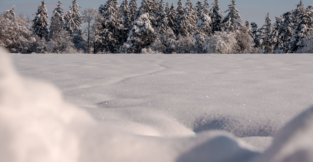 Winterlicher Wald im Schnee, &copy; Inn-Salzach Tourismus