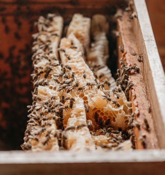 Bienen und Honigwaben, &copy; Inn-Salzach Tourismus