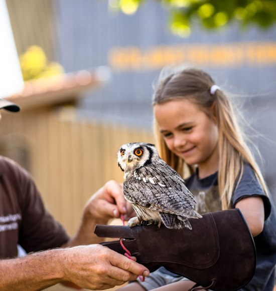 Falknerei besuchen, &copy; Inn-Salzach Tourismus
