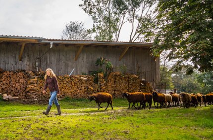 Schafe folgen Frau, &copy; Inn-Salzach Tourismus
