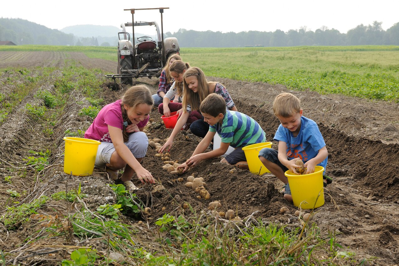 Kinder beim Kartoffel ernten auf dem Feld, &copy; Hofladen Griesm&uuml;hle