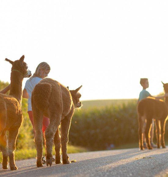 Alpakas bei einer Wanderung mit Familie, &copy; Inn-Salzach Tourismus