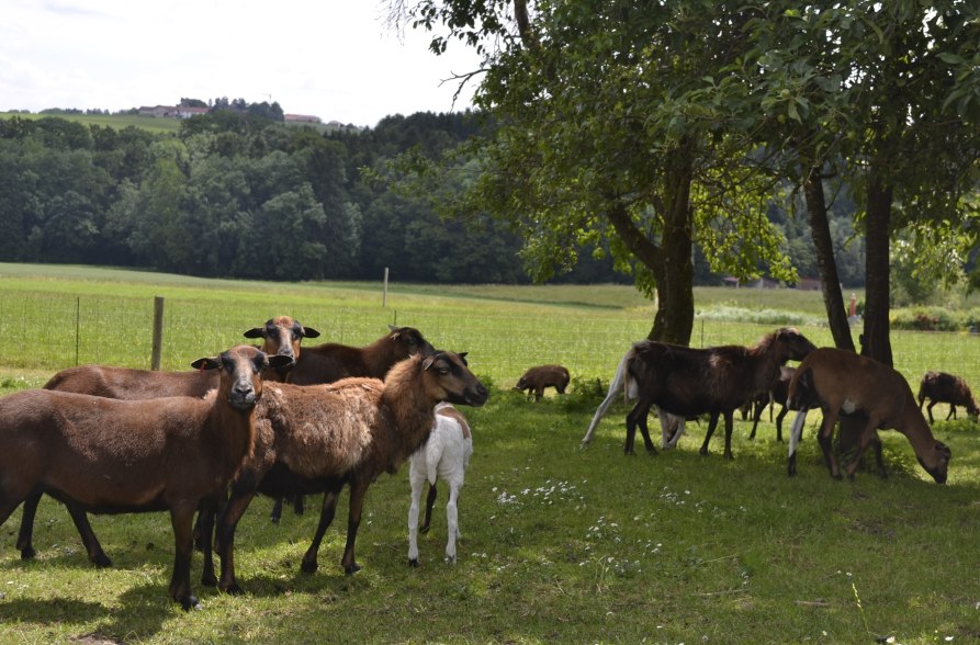 Gozmanhof Reichertsheim, &copy; Gozamnhof