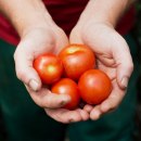 H&auml;nde mit Tomaten, &copy; &Ouml;komodellregion M&uuml;hldorfer Land