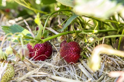 Erdbeeren aus der Inn-Salzach Region, &copy; Inn-Salzach Tourismus