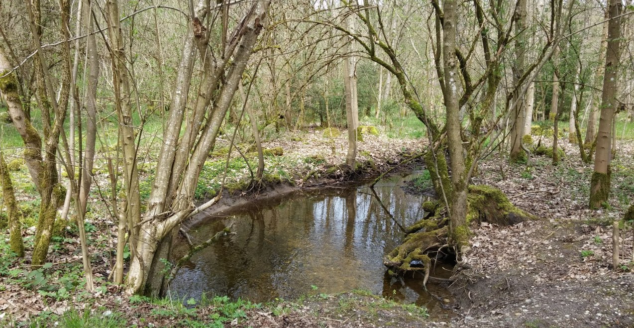 Franzosenbach im Gro&szlig;haager Forst, &copy; Hans Schmidt