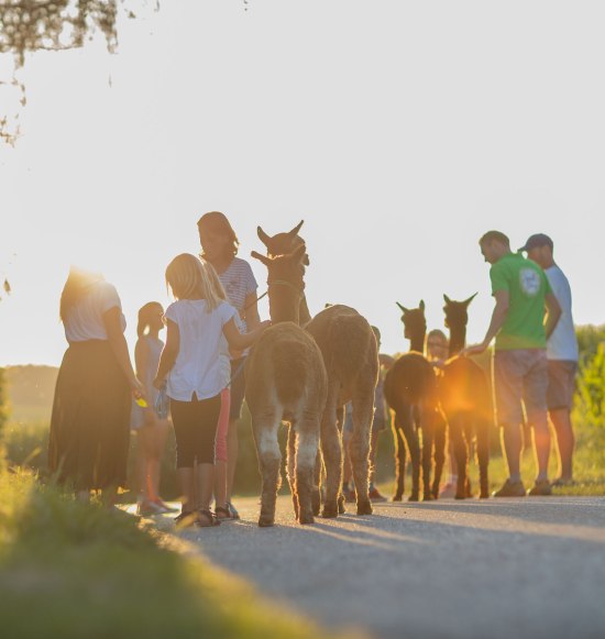 Alpakawanderung bei Sonnenuntergang beim Erlebnisbauernhof Hennetsberg, &copy; Inn-Salzach Tourismus