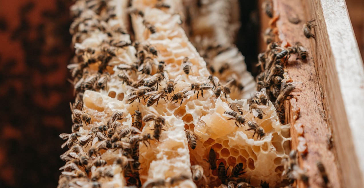 Bienen und Honigwaben, &copy; Inn-Salzach Tourismus