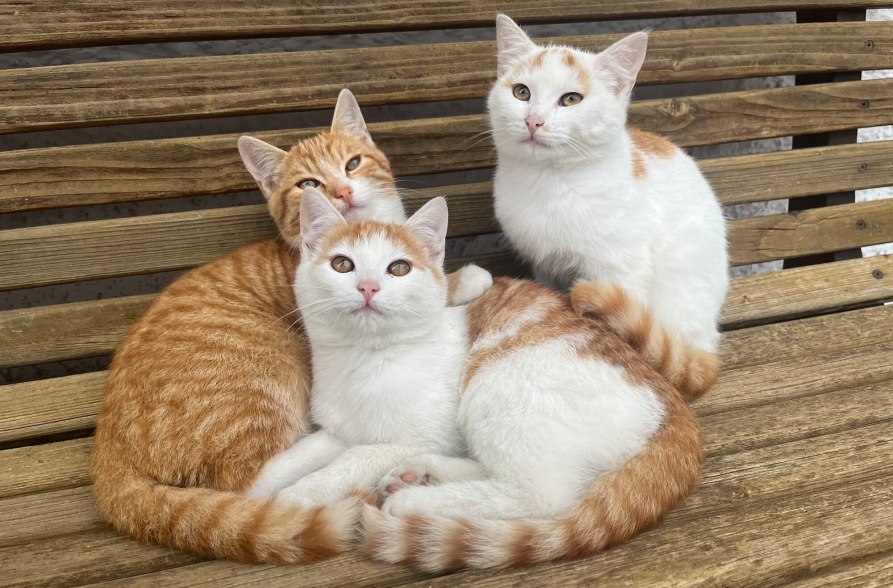 3 rote Katzen vom Wieser Ferienhof, &copy; Ferienhof Wieser