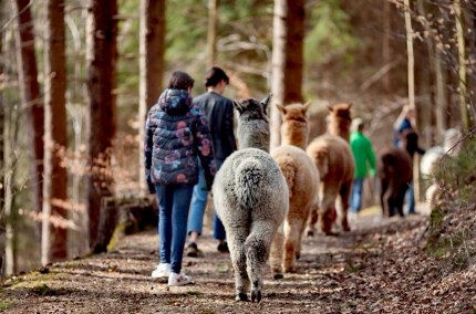 Alpakas bei einer Alpakawanderung im Wald, &copy; Inn-Salzach