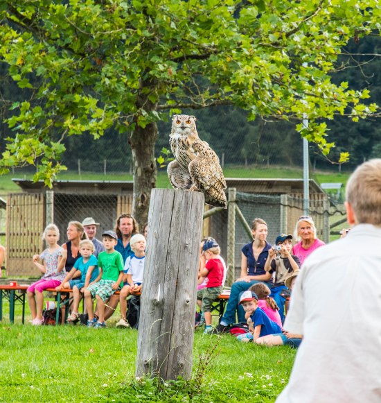 Besucher bei der Greifvogel-Show im Wildfreizeitpark Oberreith, &copy; Inn-Salzach Tourismus