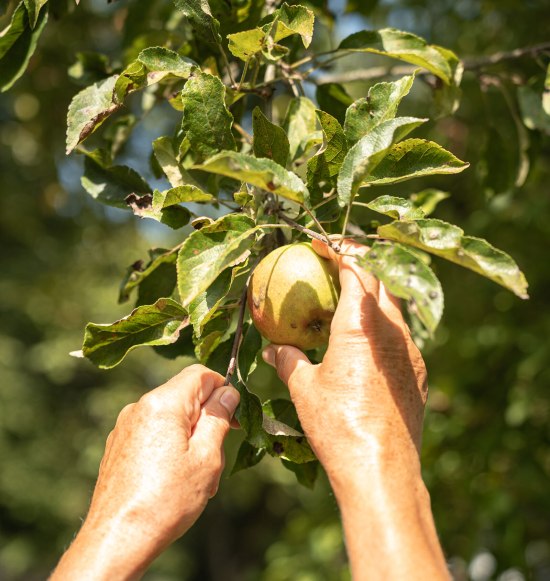Apfel ernten vom Baum, &copy; Inn-Salzach Tourismus