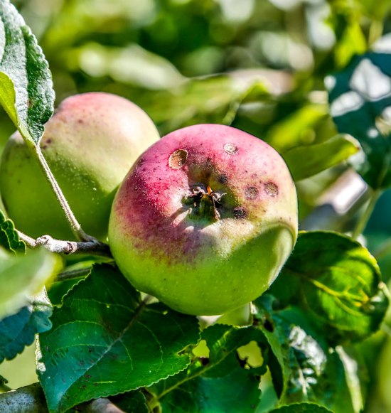Apfel am Baum, &copy; Inn-Salzach Tourismus