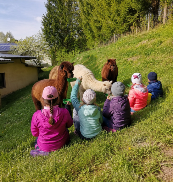 Kinder f&uuml;ttern Alpakas, &copy; Inn-Salzach Tourismus