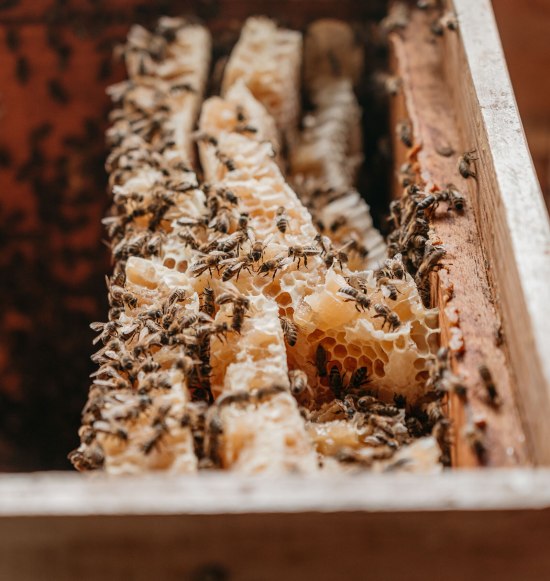 Bienen und Waben Imkerlerhpfad Marktl, &copy; Inn-Salzach Tourismus