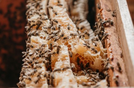Bienen und Waben Imkerlerhpfad Marktl, &copy; Inn-Salzach Tourismus