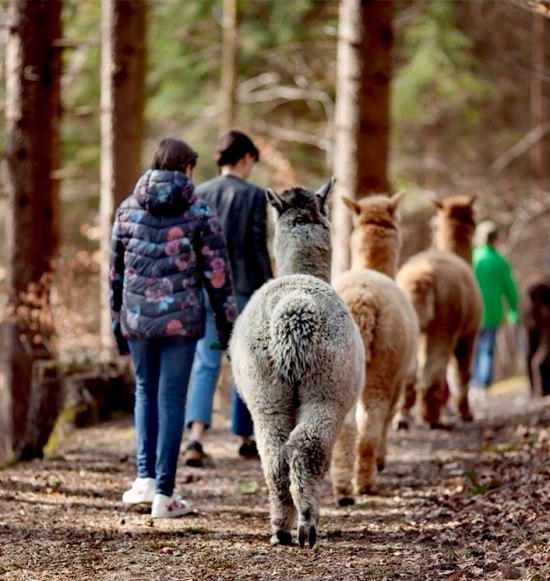 Alpakas bei einer Alpakawanderung im Wald, &copy; Inn-Salzach
