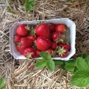 Erdbeeren vom Stra&szlig;er Hof in Polling, &copy; Inn-Salzach Tourismus