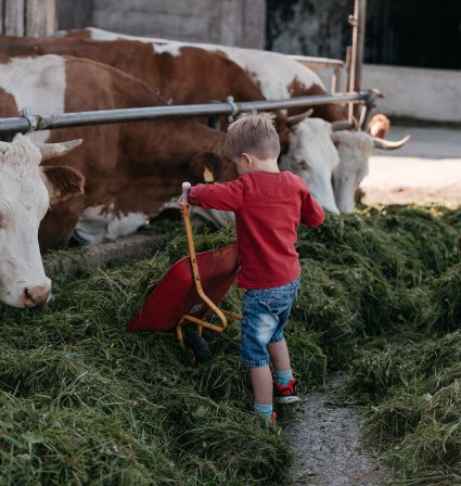 Junge f&uuml;ttert K&uuml;he mit Gras, &copy; Inn-Salzach Tourismus