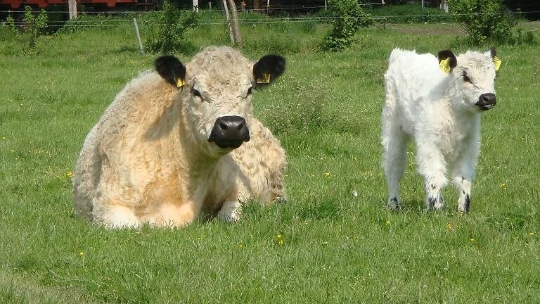 Galloways Hofmetzgerei Gernt, &copy; Hofmetzgerei Gernt
