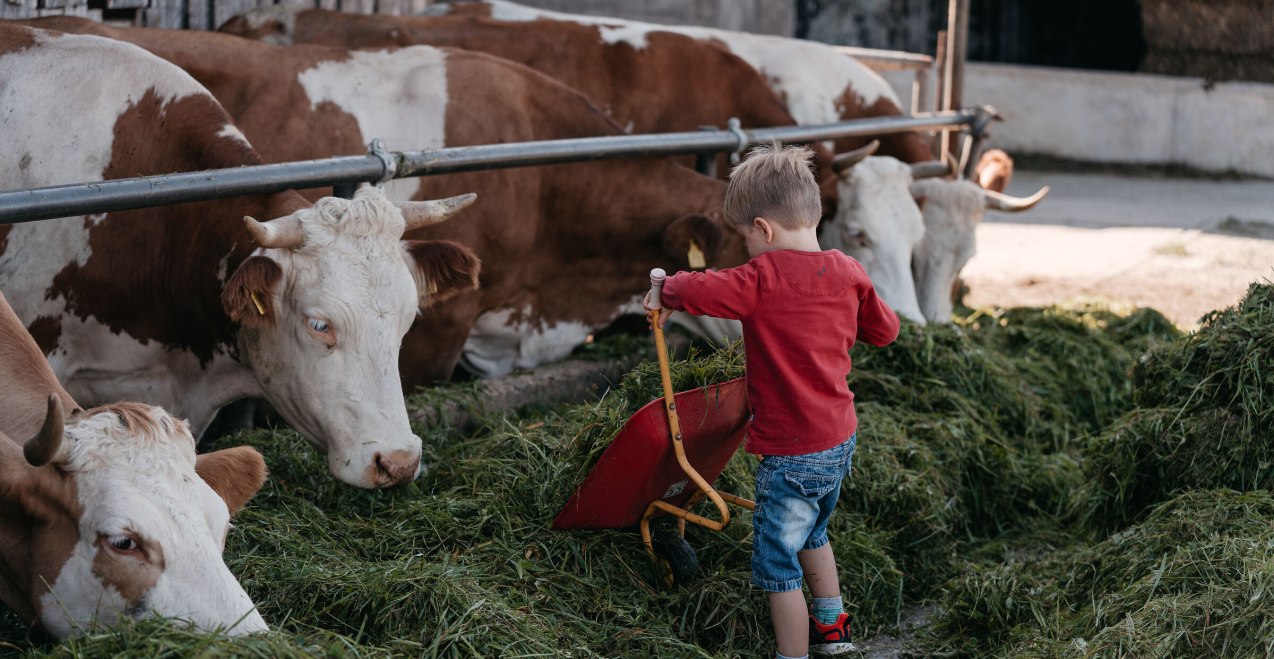 Junge f&uuml;ttert K&uuml;he mit Gras, &copy; Inn-Salzach Tourismus