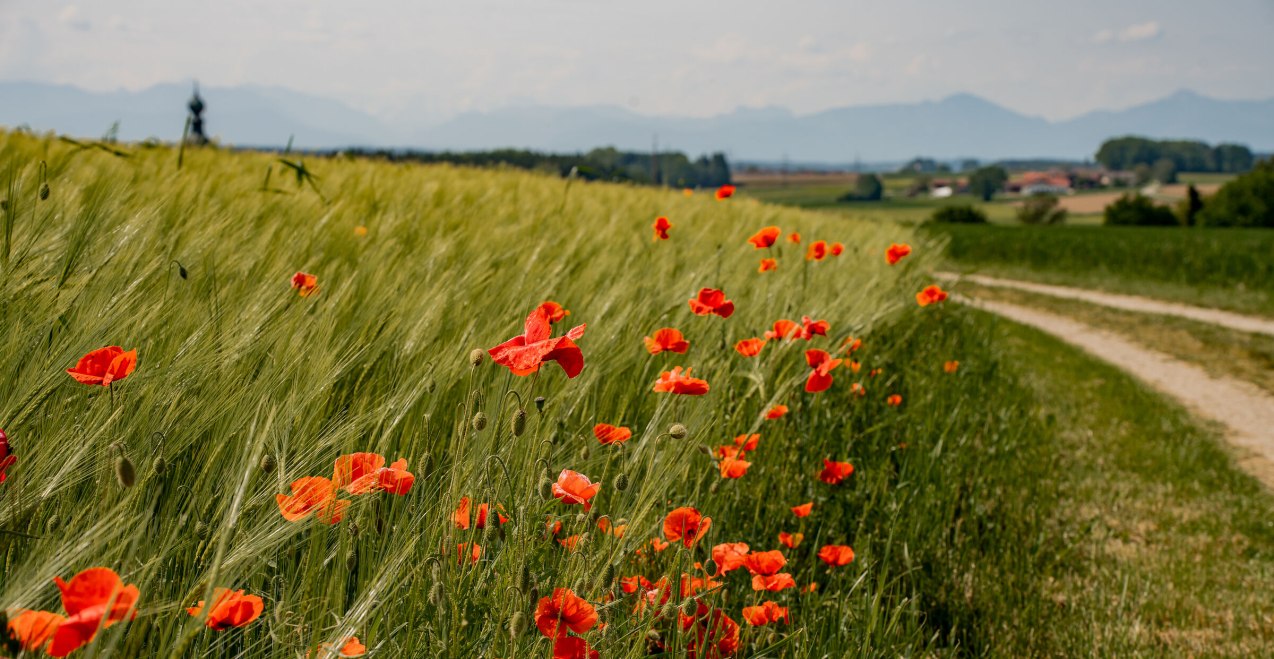 Mohn bl&uuml;ht rot am Feldrand, &copy; Inn-Salzach Tourismus
